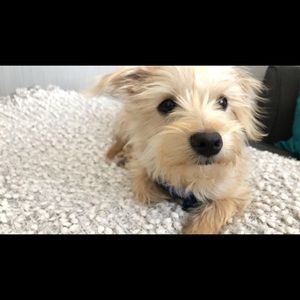 Meet your Posher, Rossita